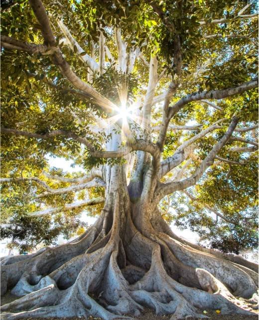 light_tree